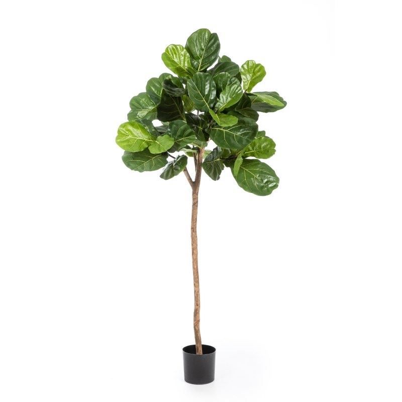 Ficus Lyrata op stam 170cm