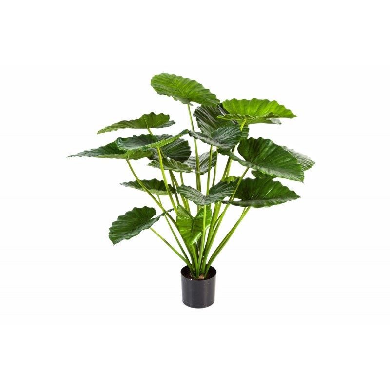 Alocasia Calidora