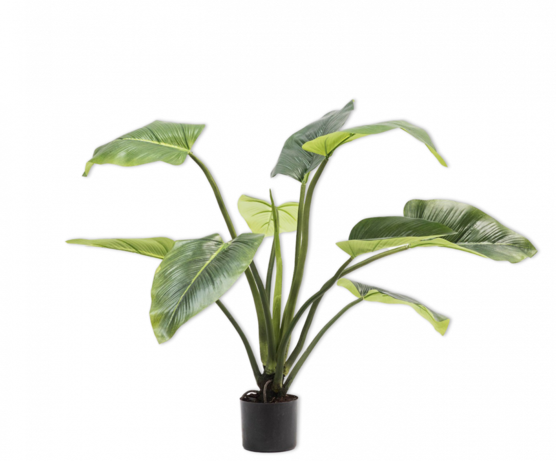 Alocasia