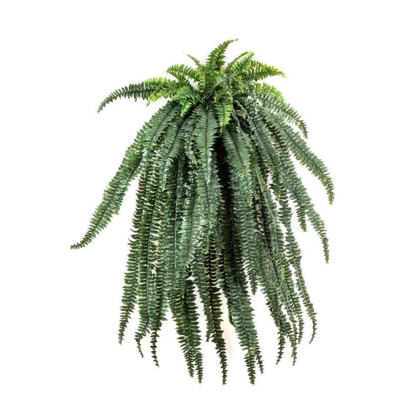 Hangvaren bush