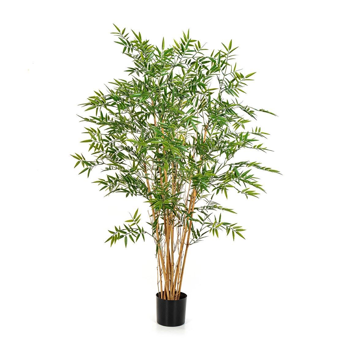 Japanse Bamboe