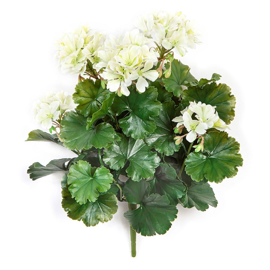 Geranium bush cream