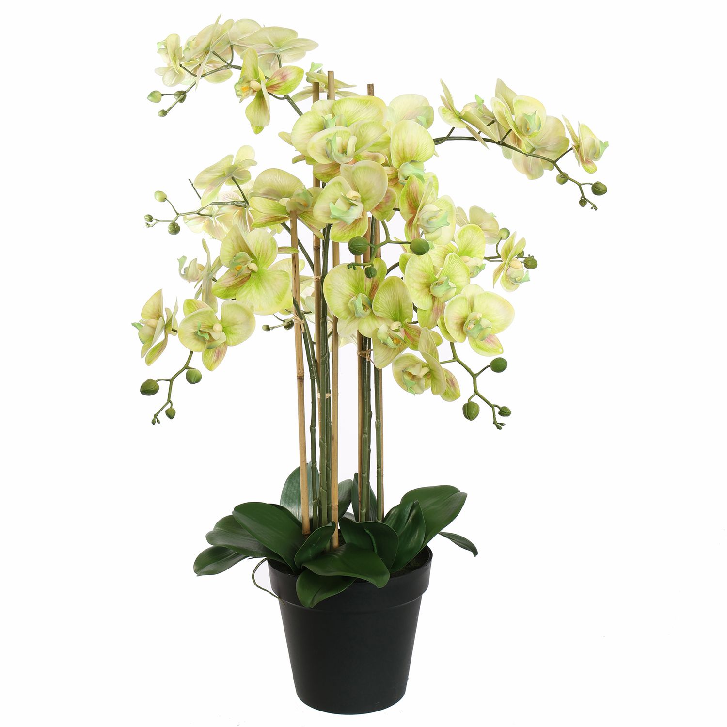 Orchidee met 8 bloemtakken in pot 90cm Groen
