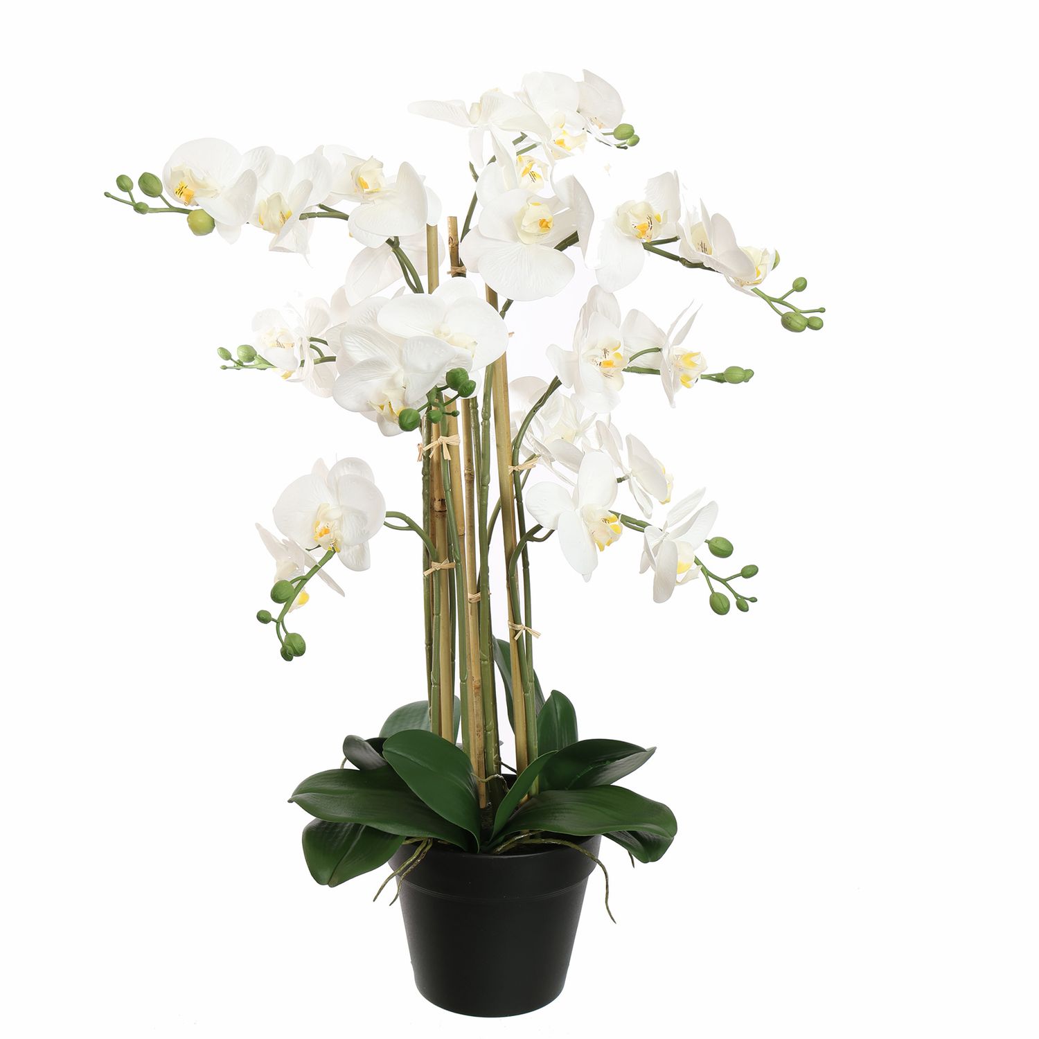 Orchidee met 9 bloemtakken in pot 75cm wit