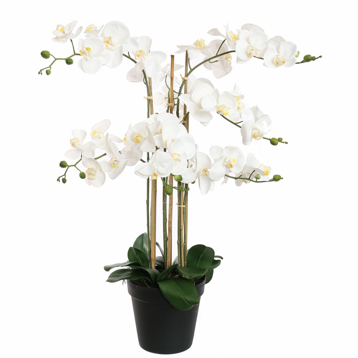 Orchidee met 8 bloemtakken in pot 90cm wit
