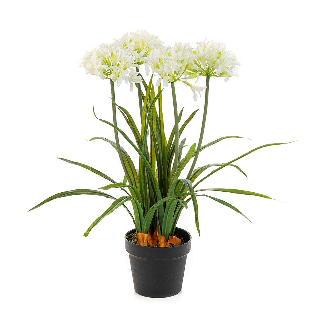 Agapanthus wit in pot