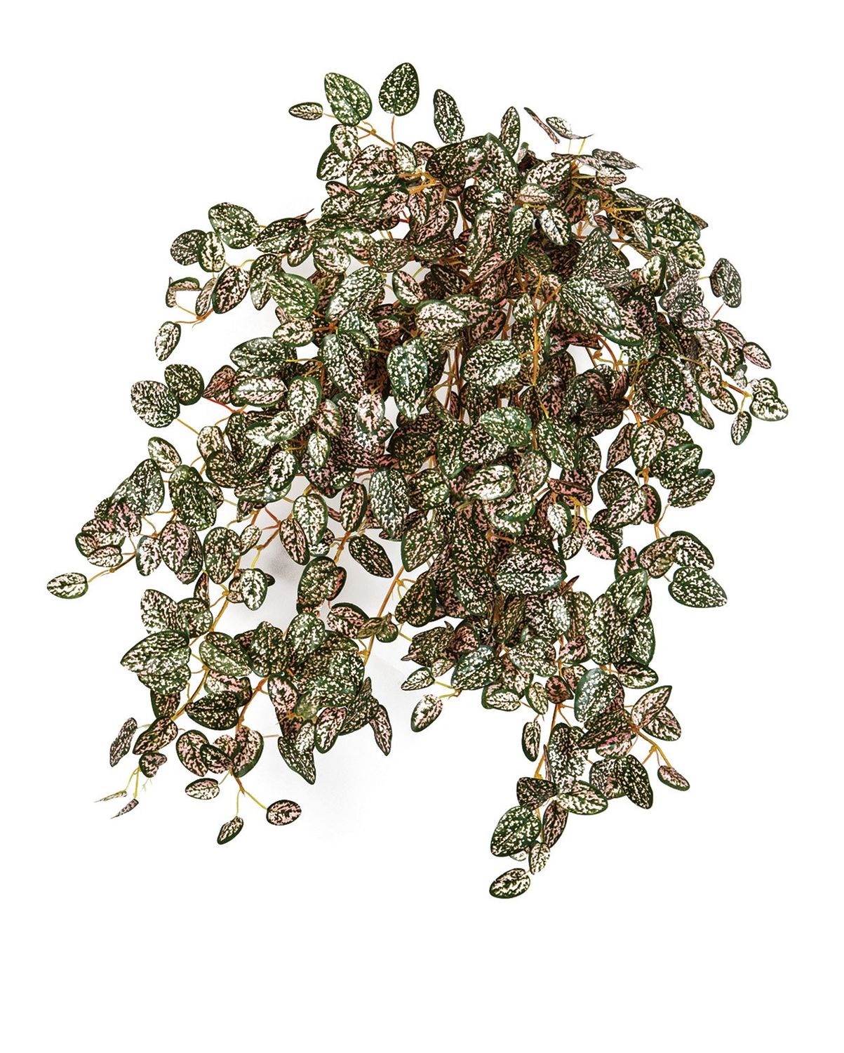 Mini Hypoestes