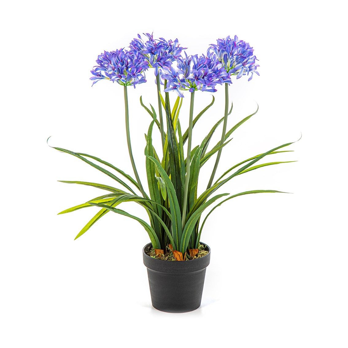 Agapanthus blauw in pot