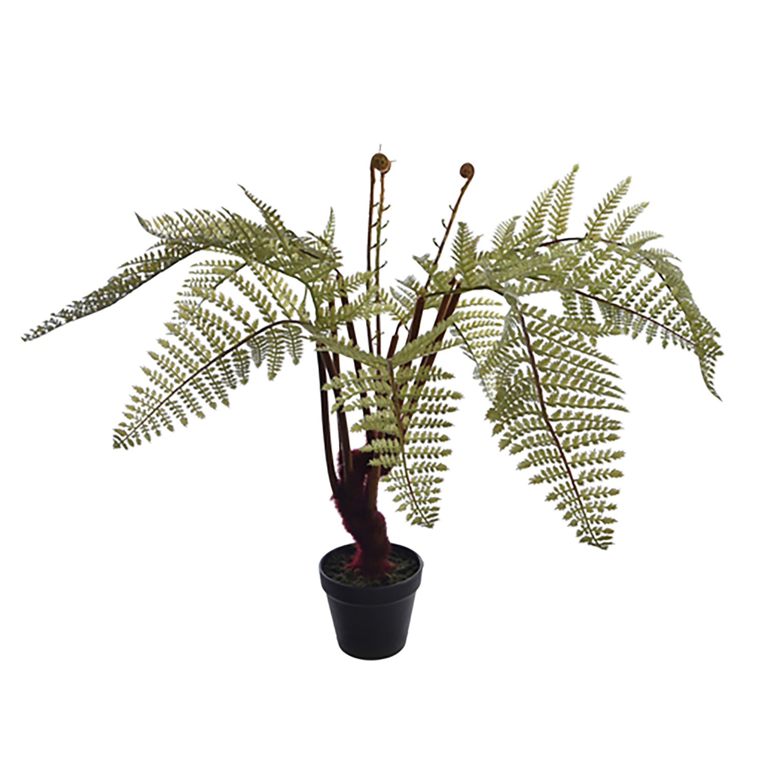 Varen plant 71cm in pot