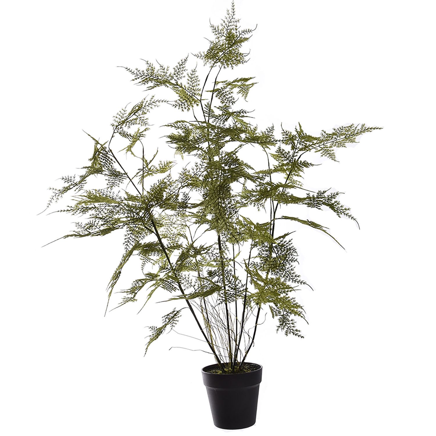 Asparagus plant 90cm