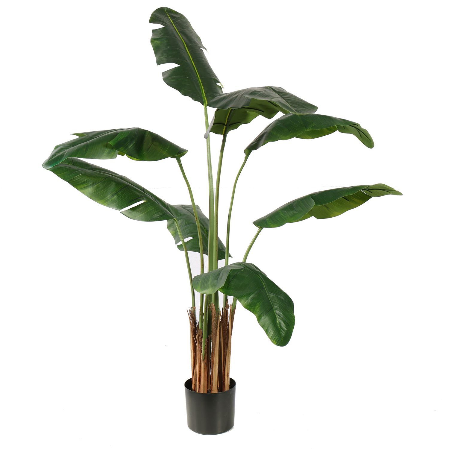 Travellers Palm