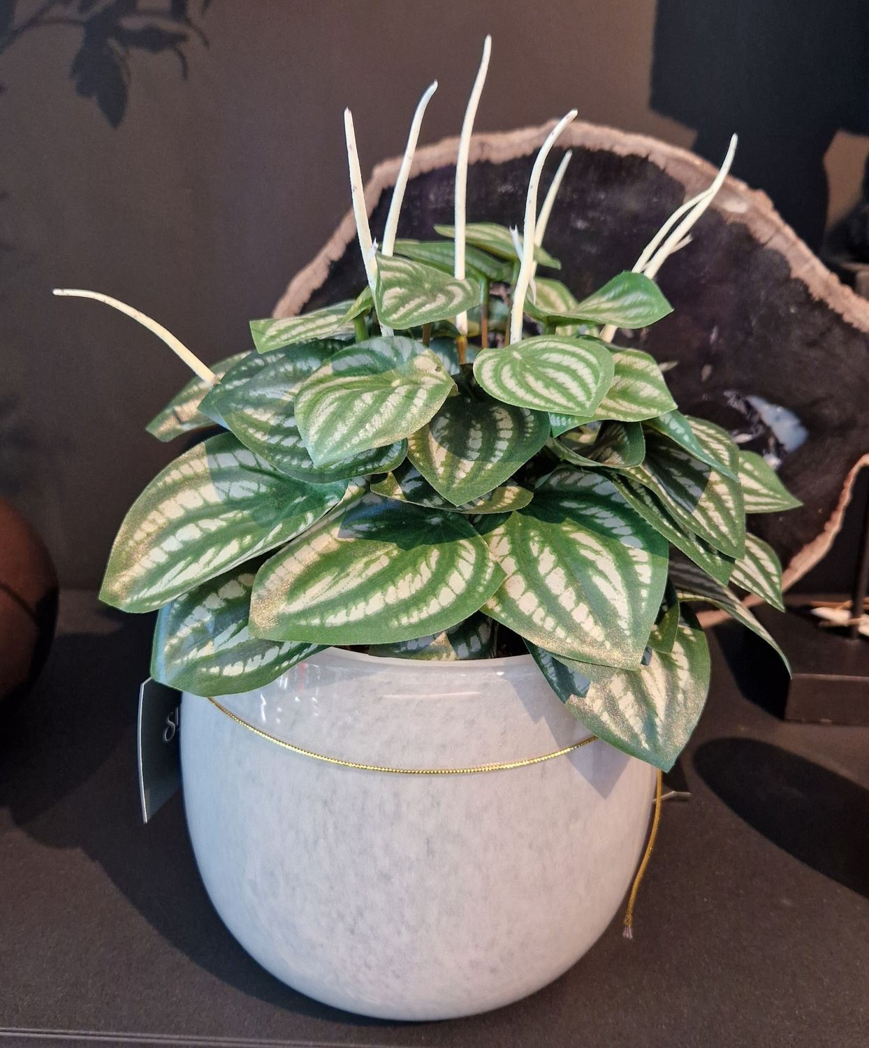 Water Melon bush