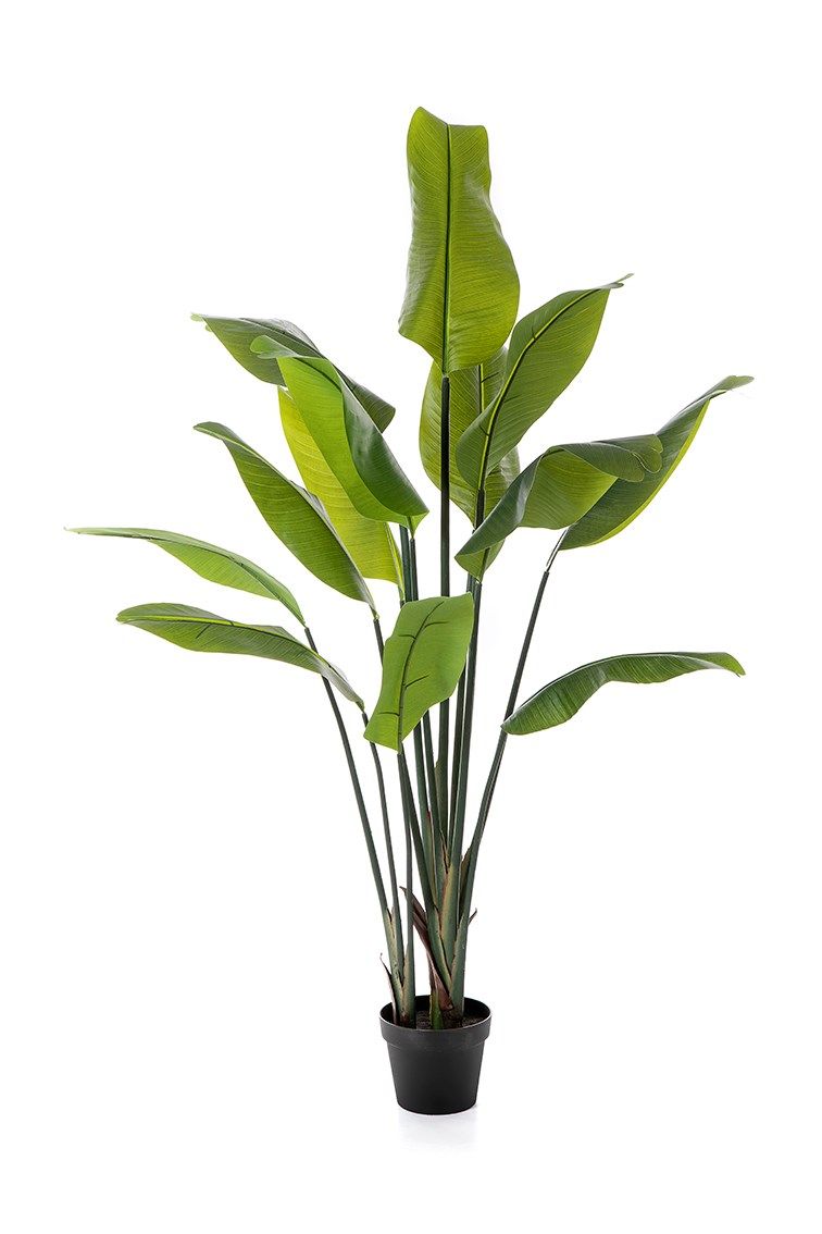 Strelitzia Traveller Palm