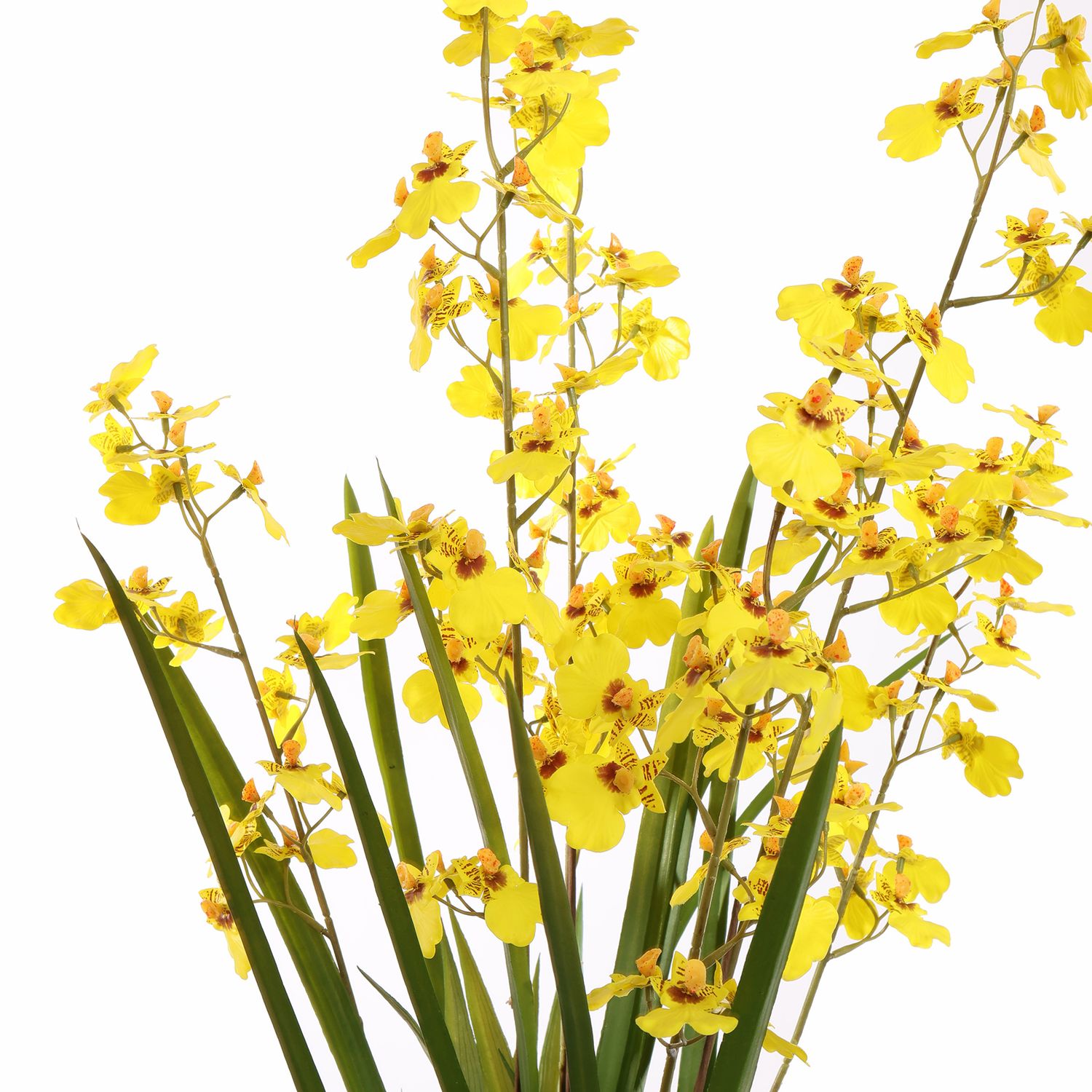 Oncidium Geel in pot