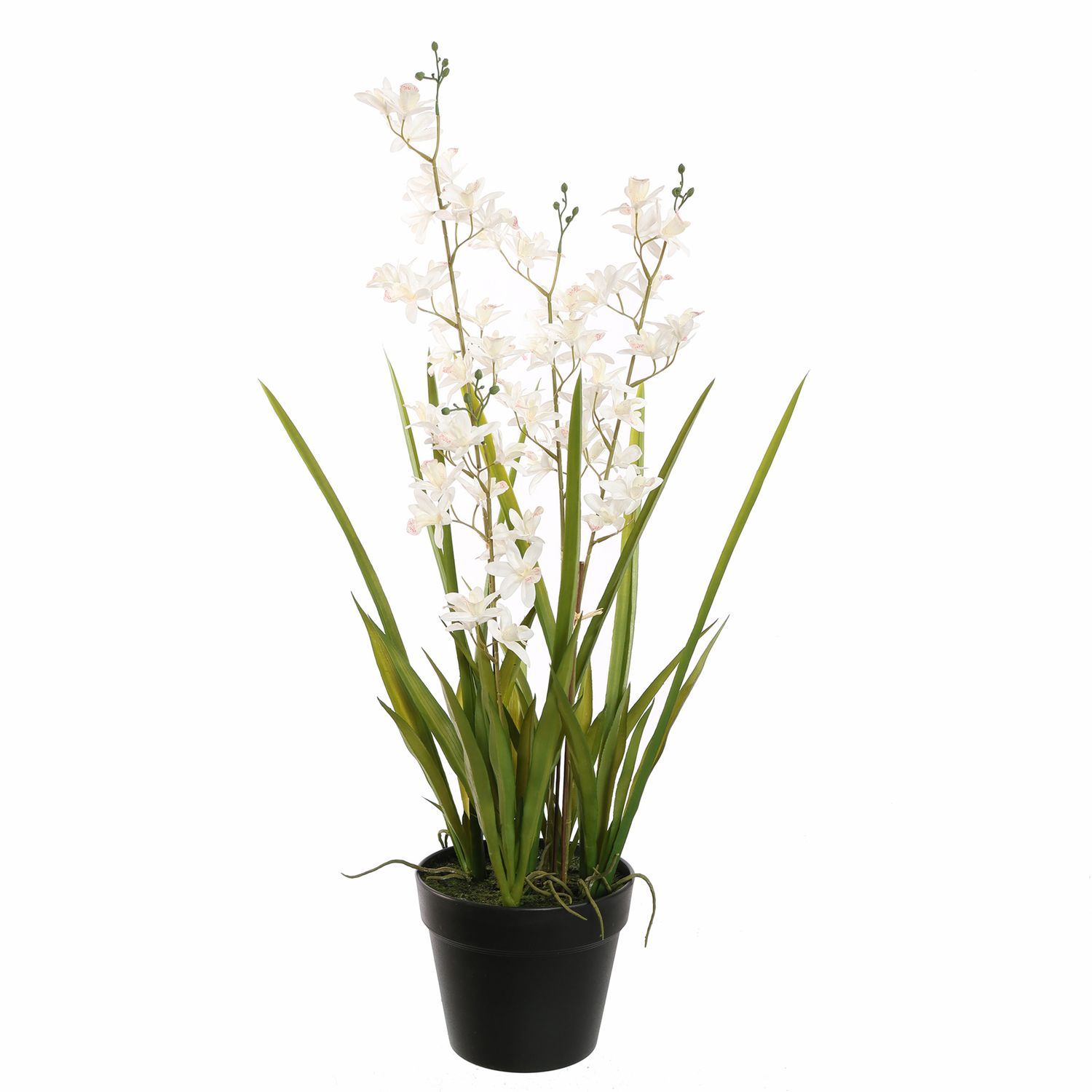 Mini cymbidium wit