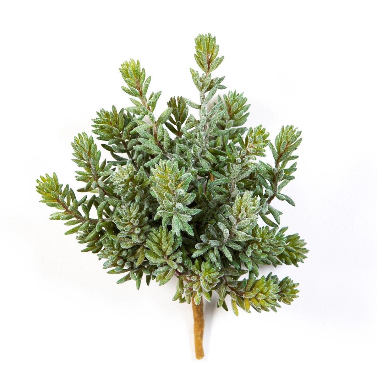Sedum Bush