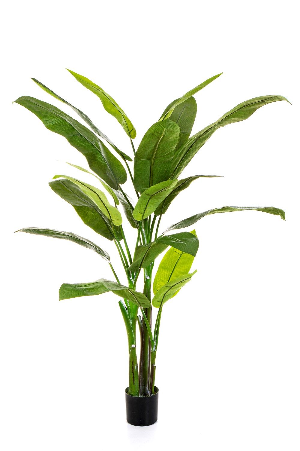 Heliconia Tree