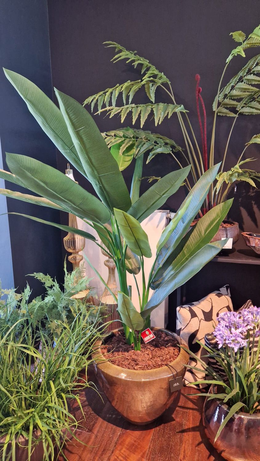 Heliconia Tree 170cm
