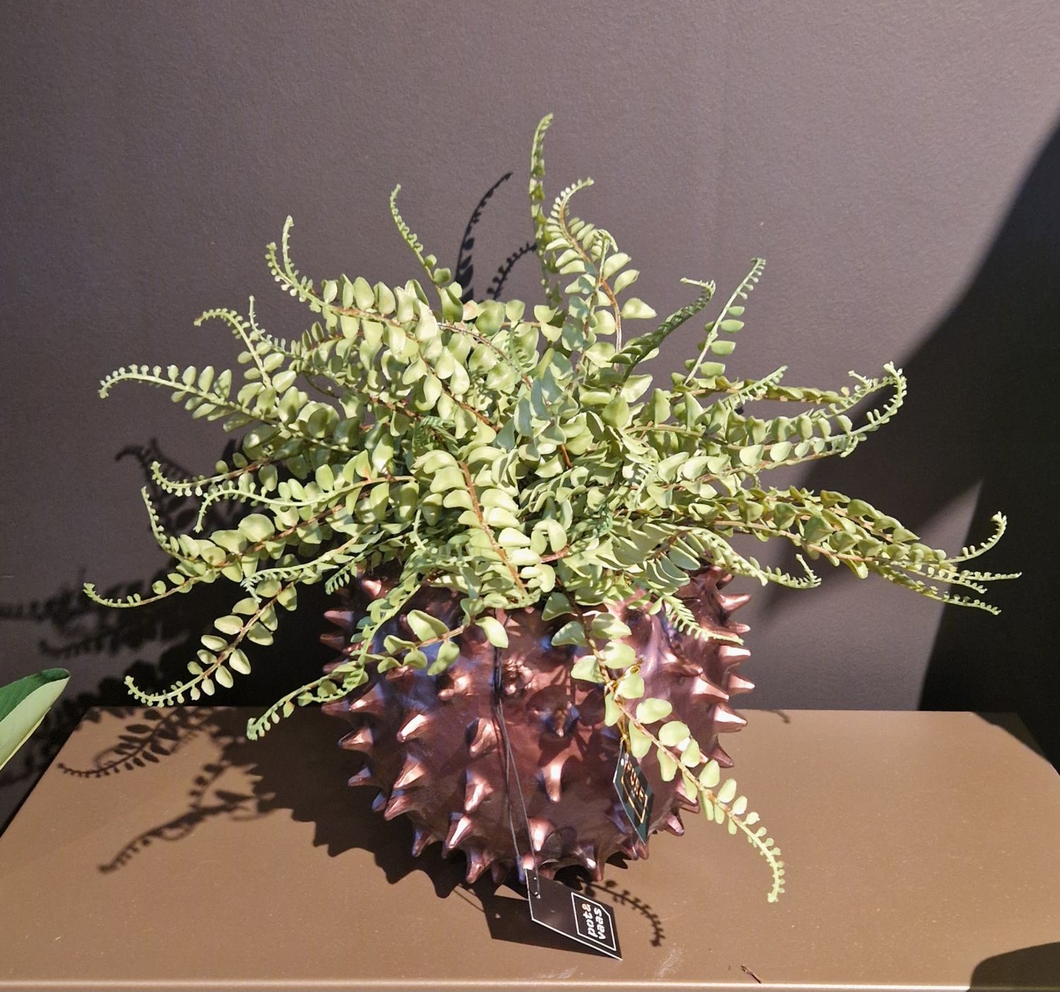 Varen &quot;Meisjeshaar&quot; in pot Spike