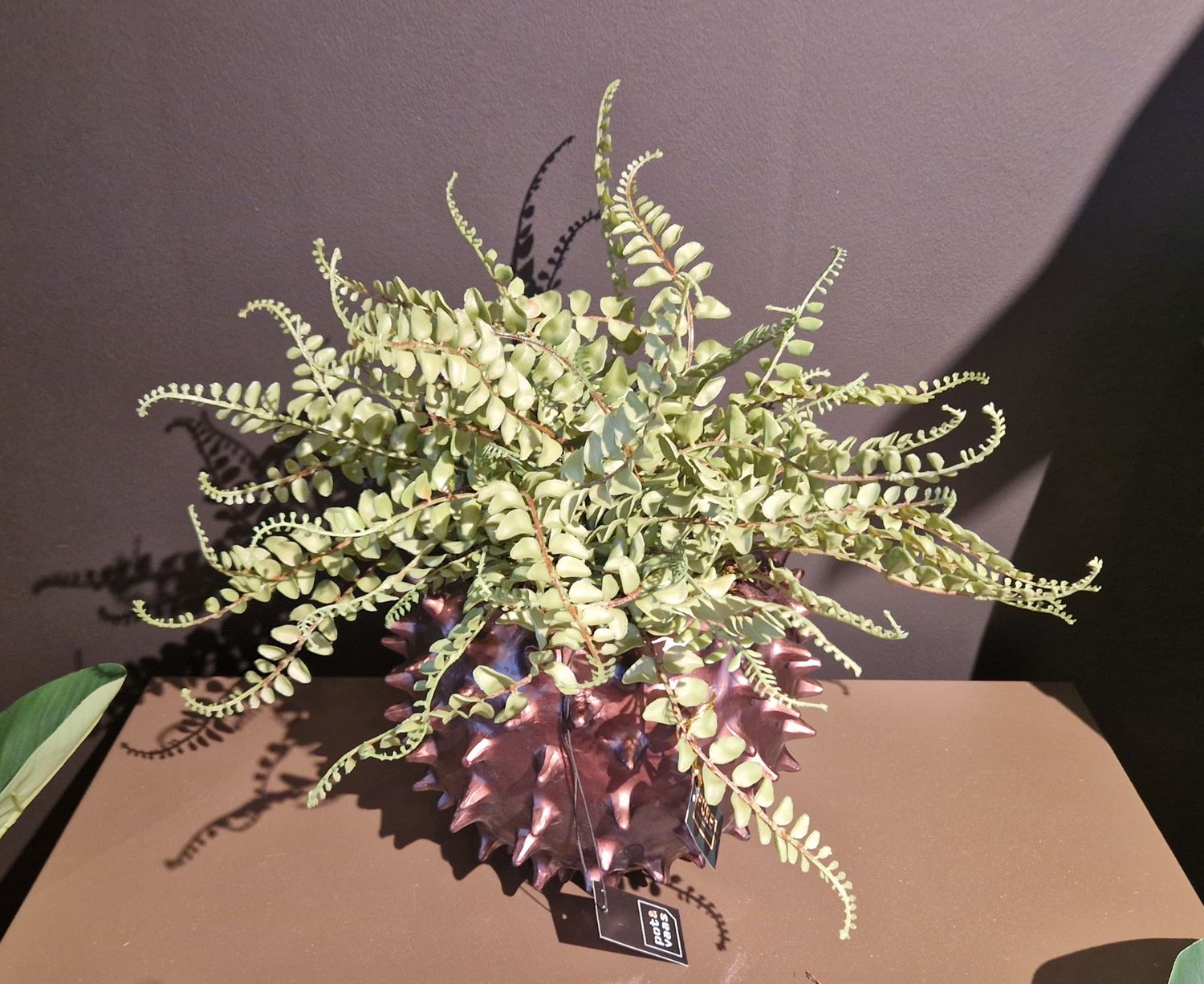 Varen "Meisjeshaar" in pot Spike
