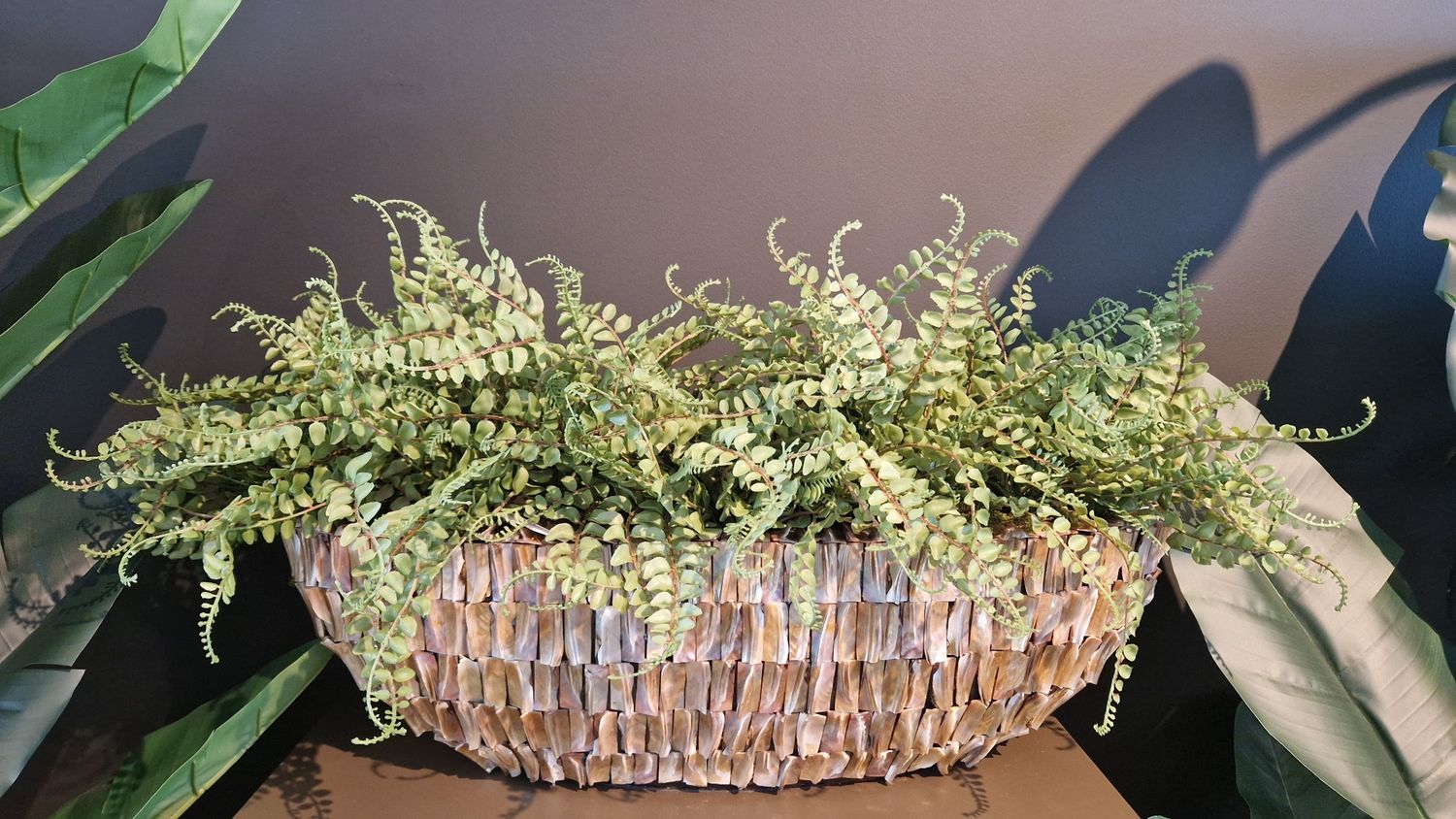 Varen &quot;Meisjeshaar &quot; in pot Rough Shell