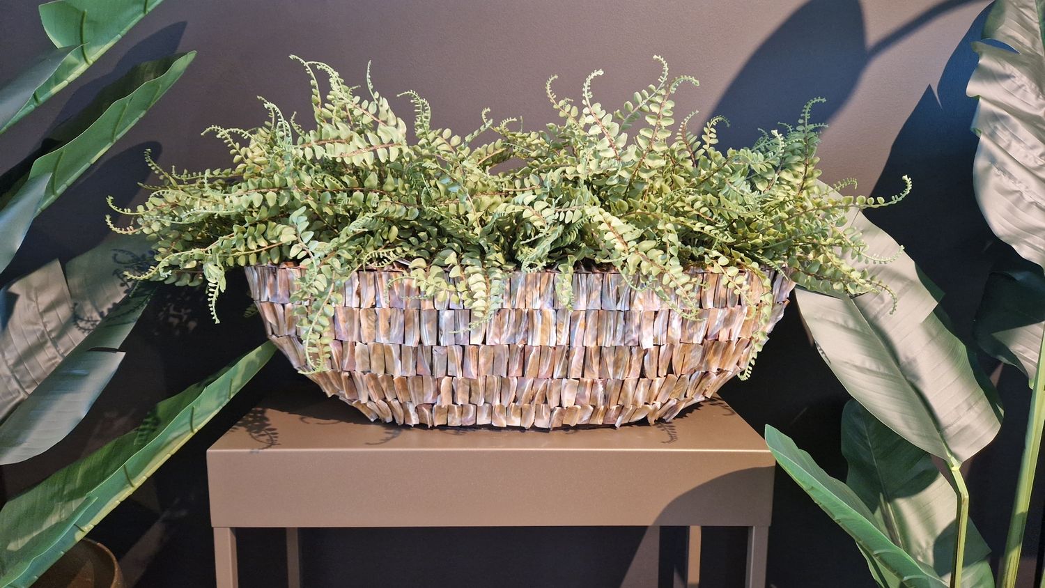 Varen "Meisjeshaar " in pot Rough Shell