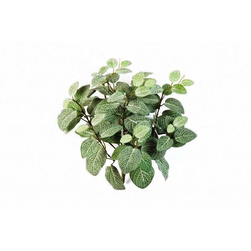 Fittonia Bush