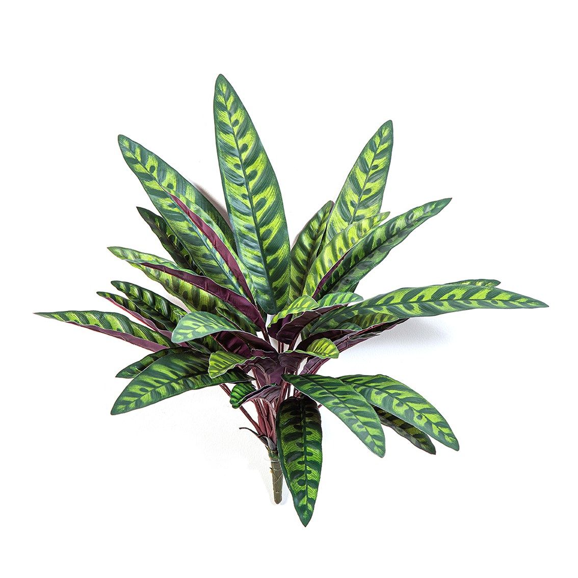 Calathea Peacock plant