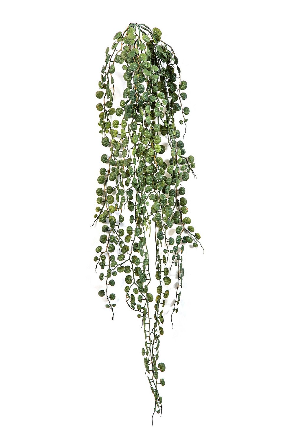 Peperomia Serpens Hanging Bush