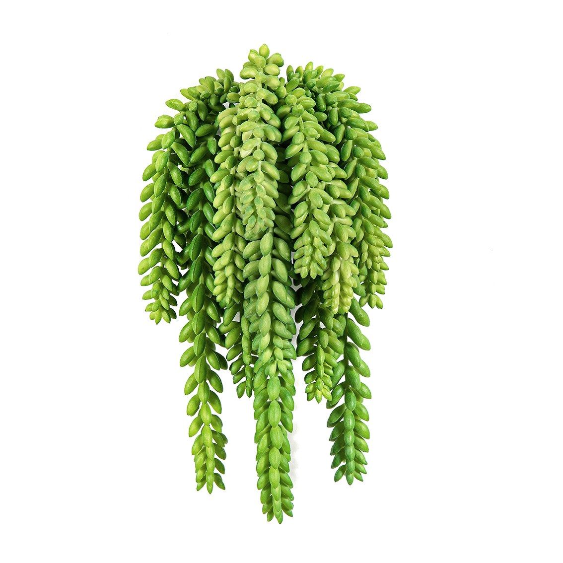 Sedum Morganianum