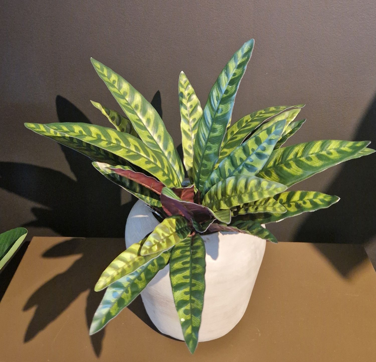 Calathea Peacock plant