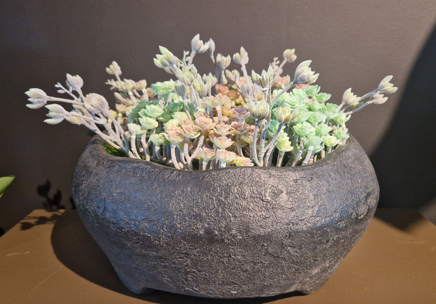 Gommaire bowl Gondo met kunst Echeveria