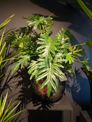 Kunstplanten