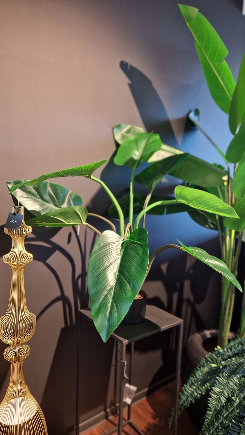 Alocasia
