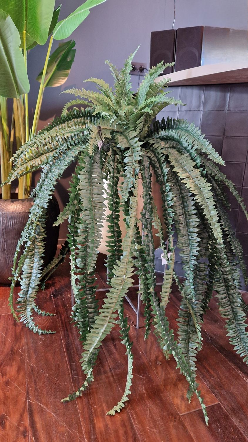 Hangvaren bush