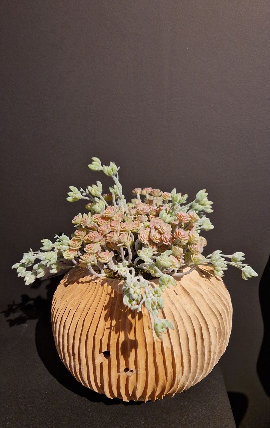 Houten ribbelpot met vetplantjes