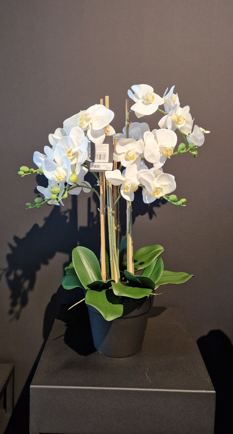 Orchidee met 9 bloemtakken in pot 75cm wit