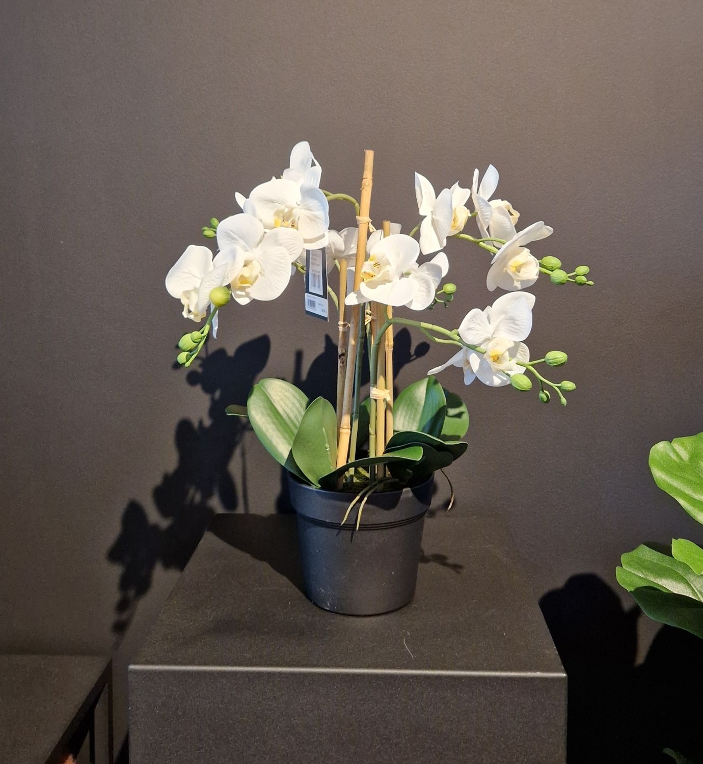Orchidee met 5 bloemtakken in pot 55cm wit
