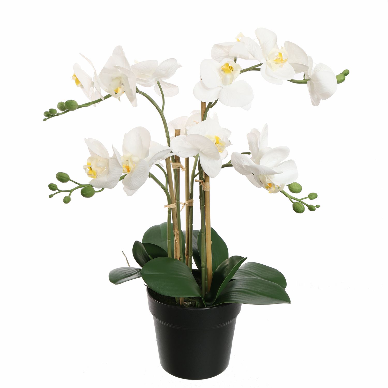 Orchidee met 5 bloemtakken in pot 55cm wit