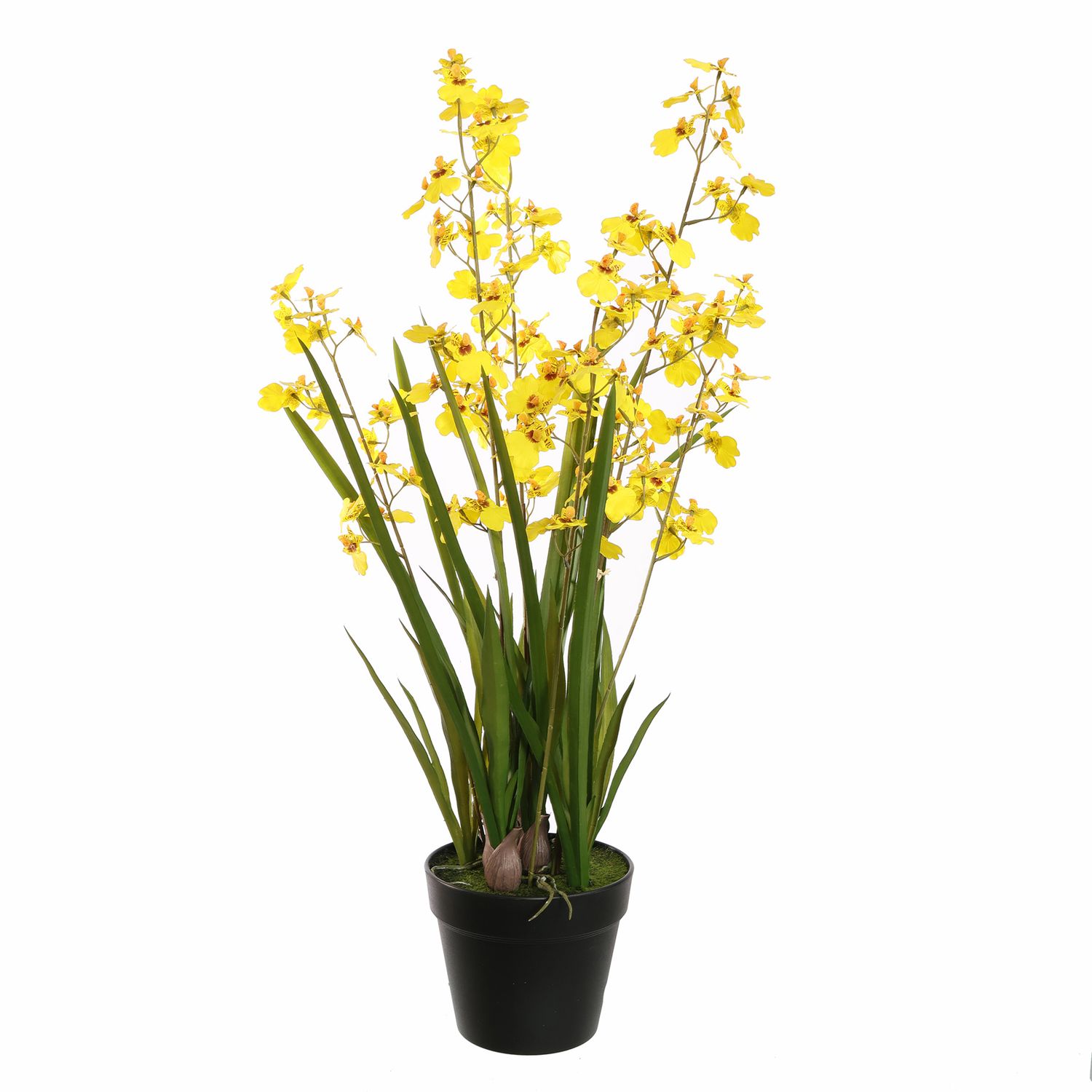 Oncidium Geel in pot