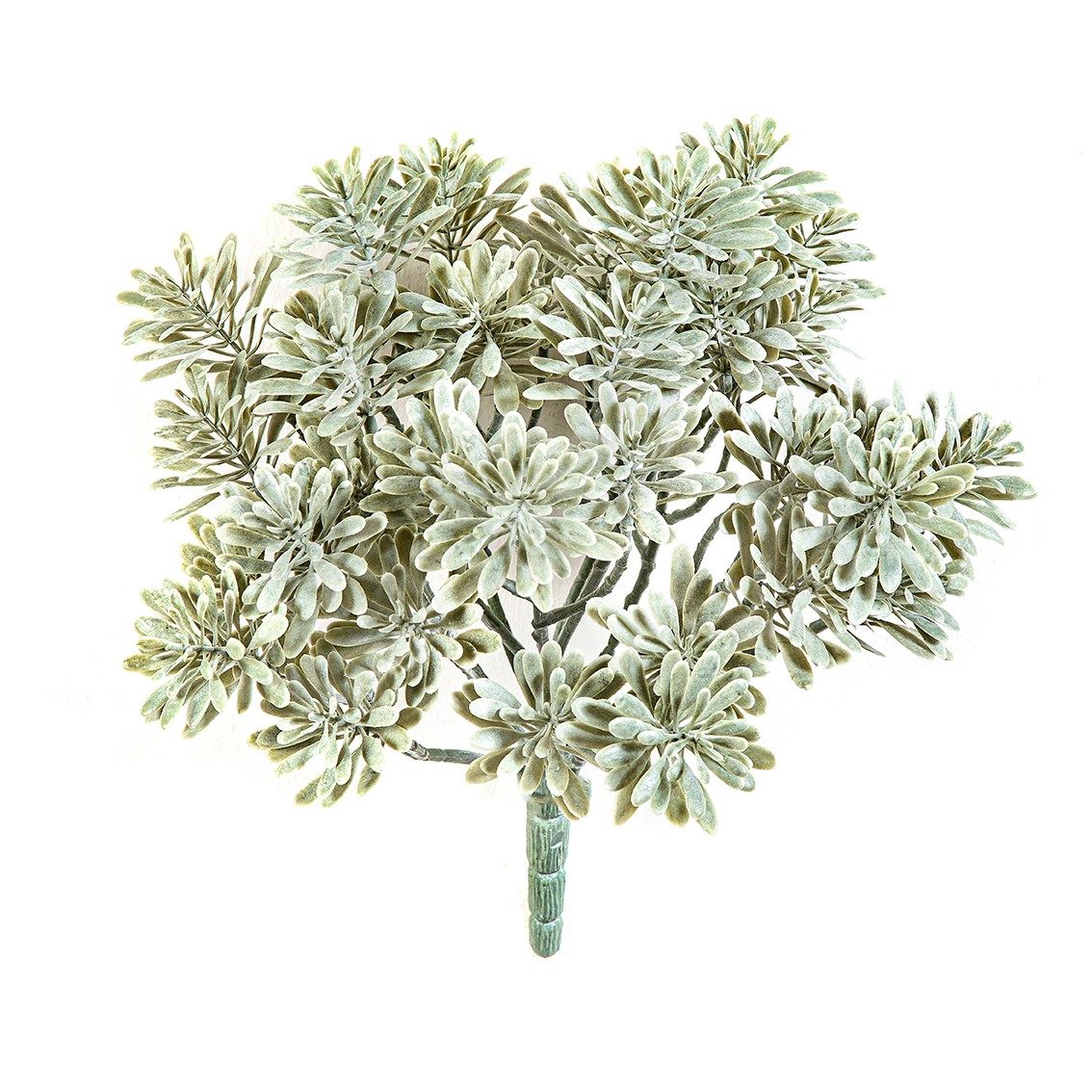 Silver Dusty Miller 22cm UV