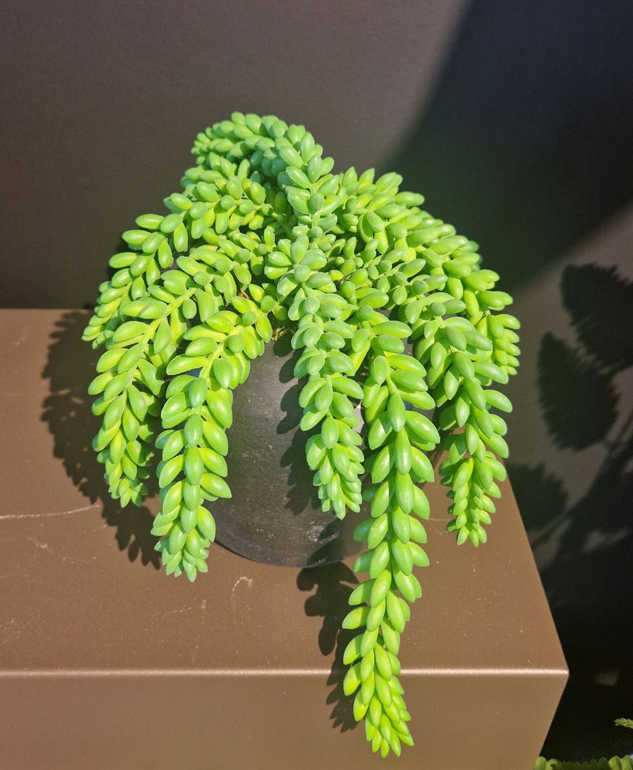 Sedum Morganianum