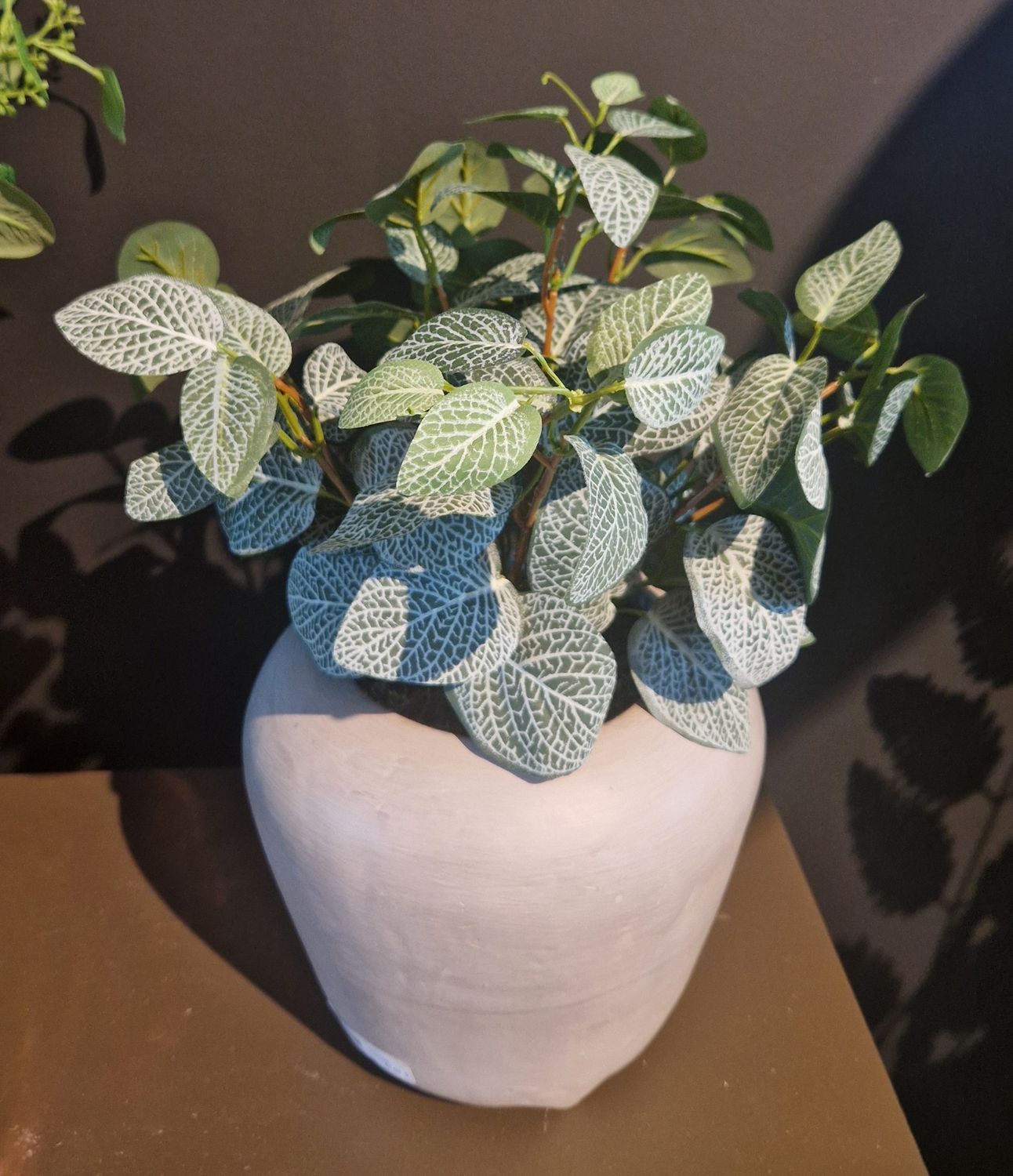 Fittonia Bush