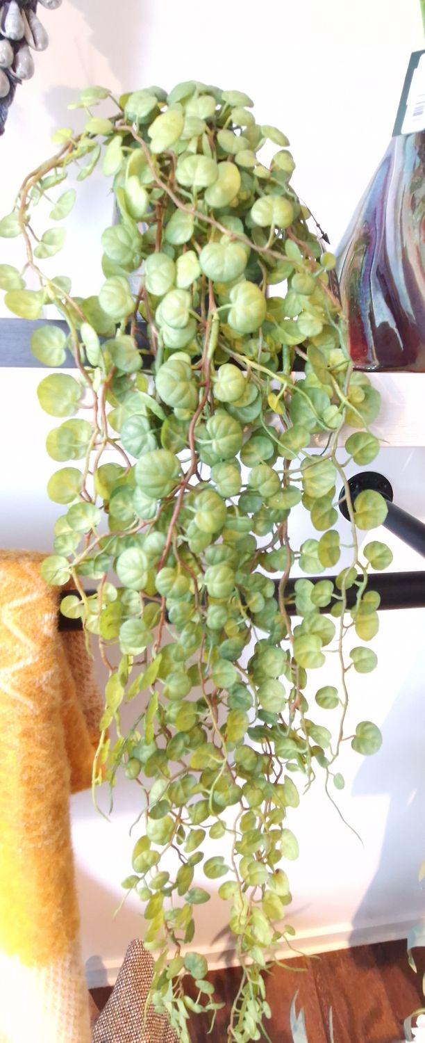 Peperomia Serpens Hanging Bush