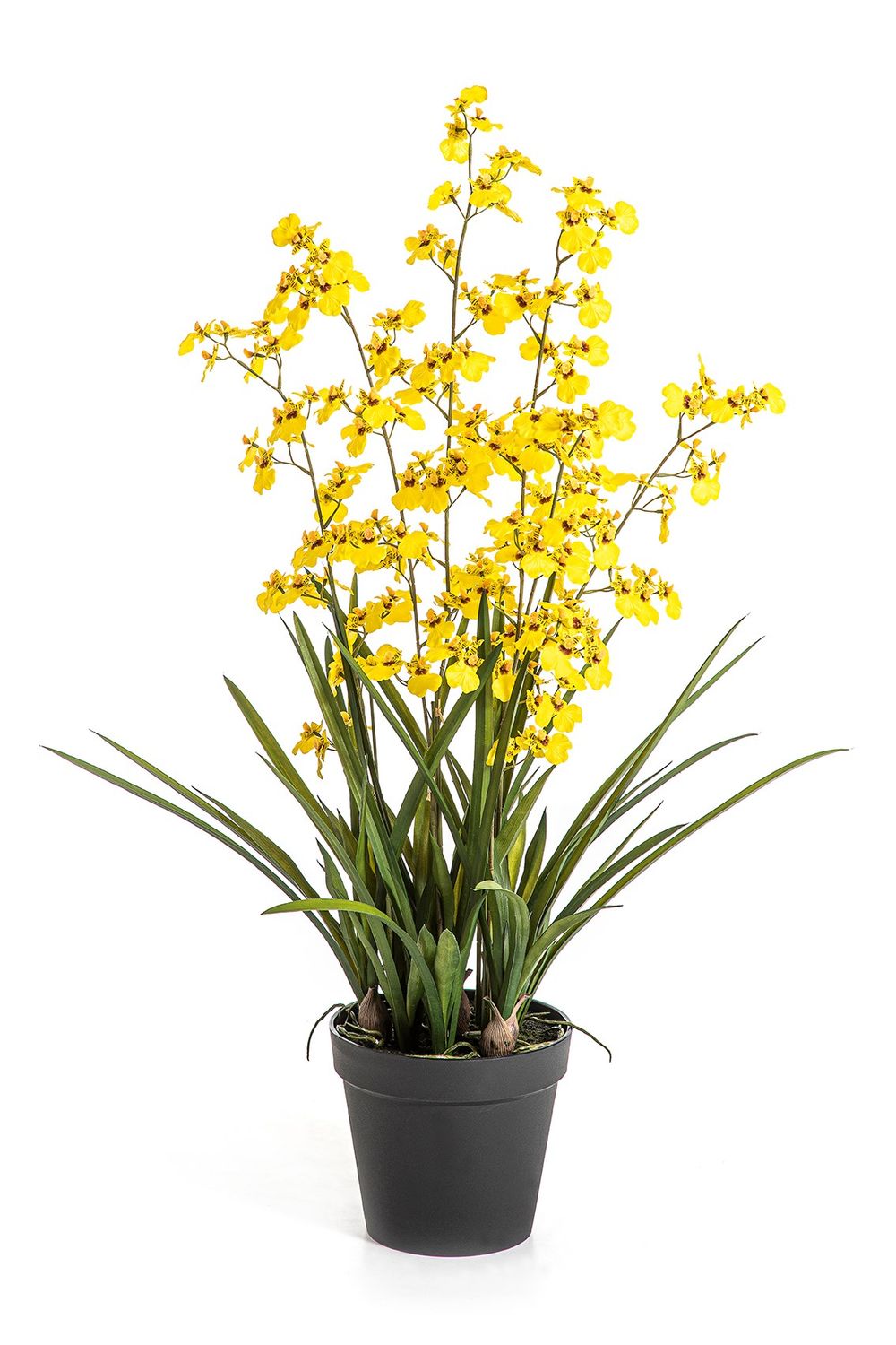 Oncidium Orchid yellow 100cm