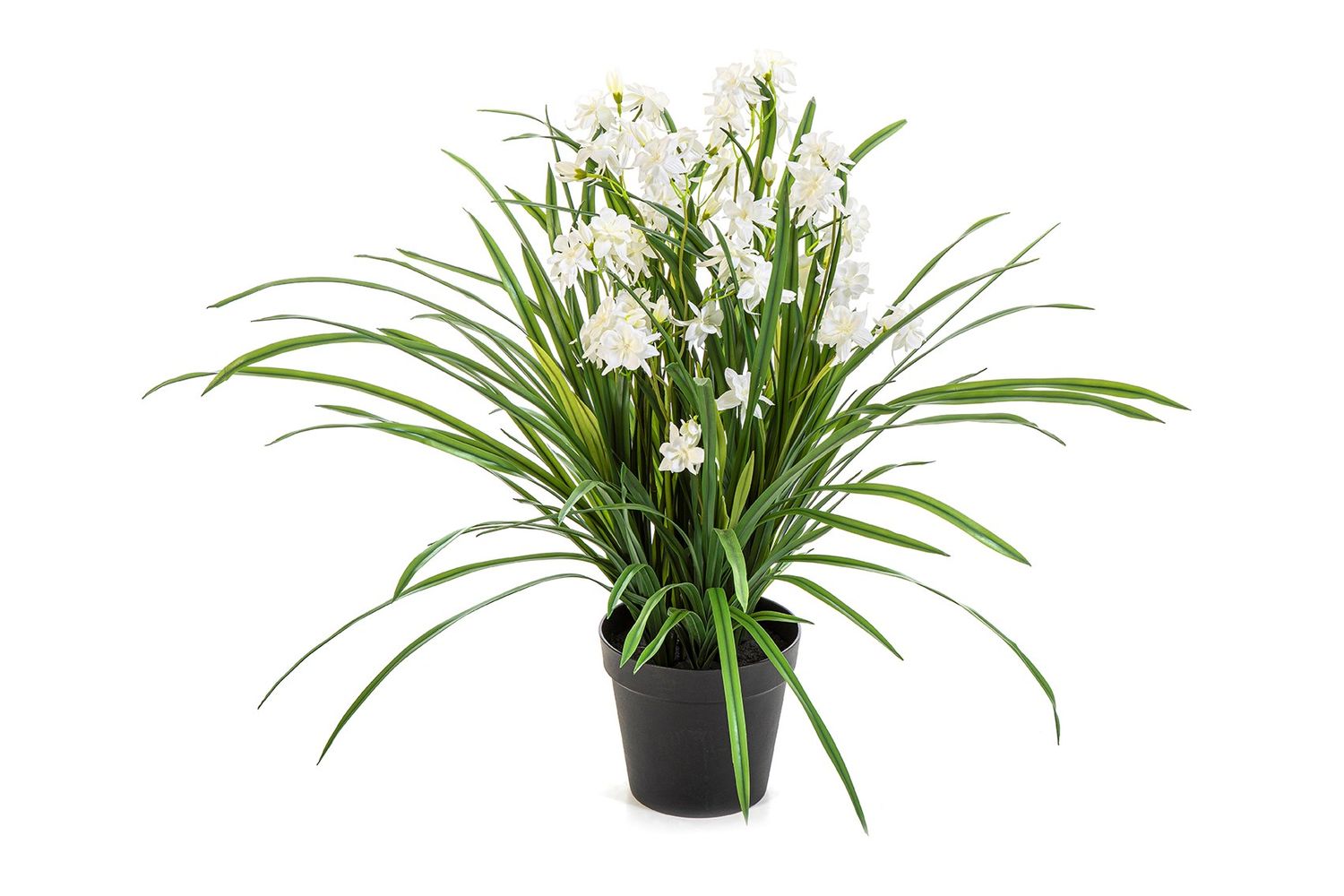 Wild Orchid white - 85cm