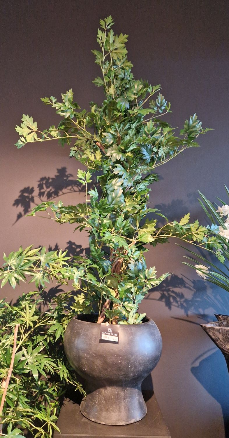 Cissus plant 130cm