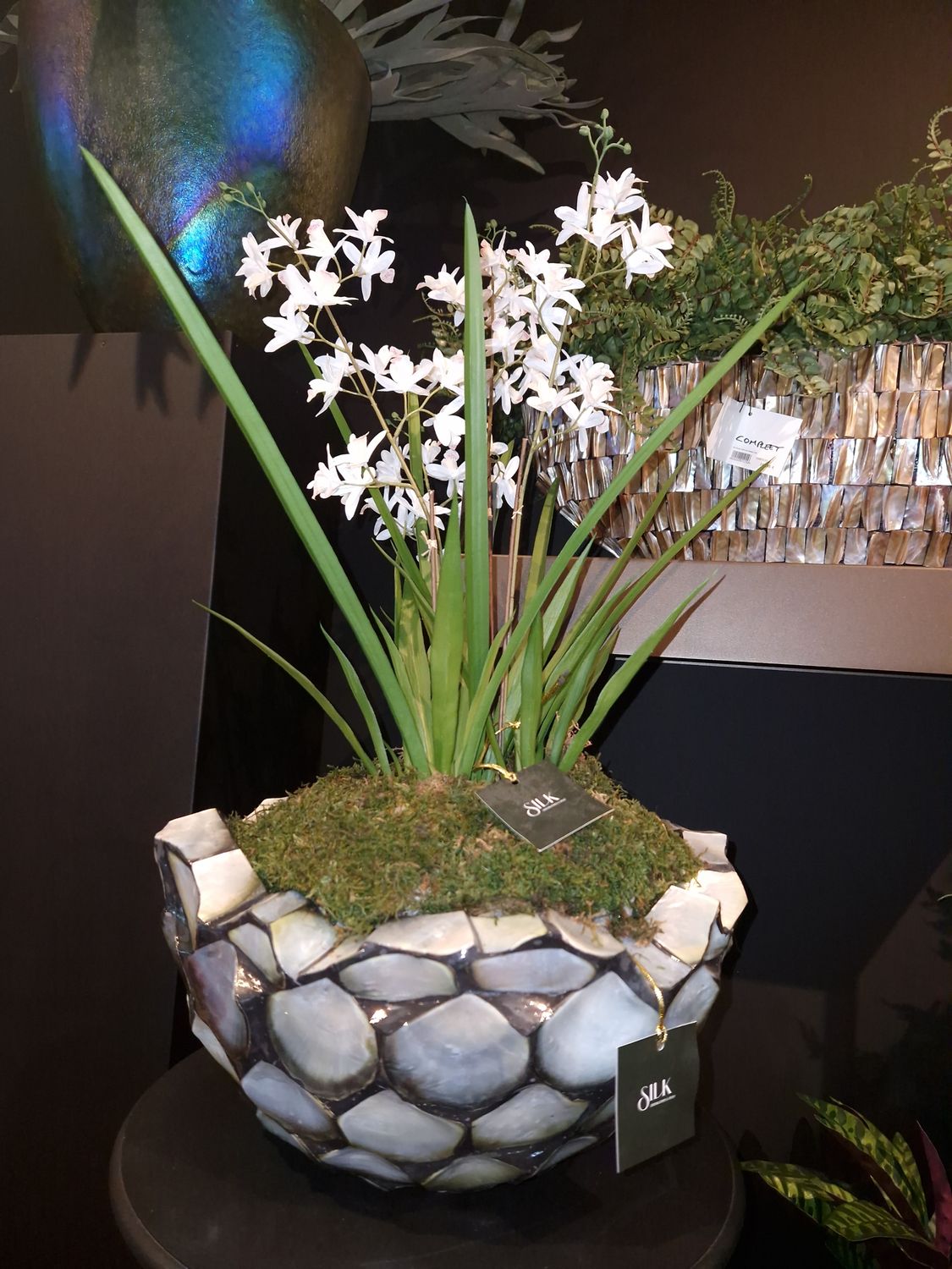 Mini Cymbidium in schaal Mother of Pearl blauw/zilver