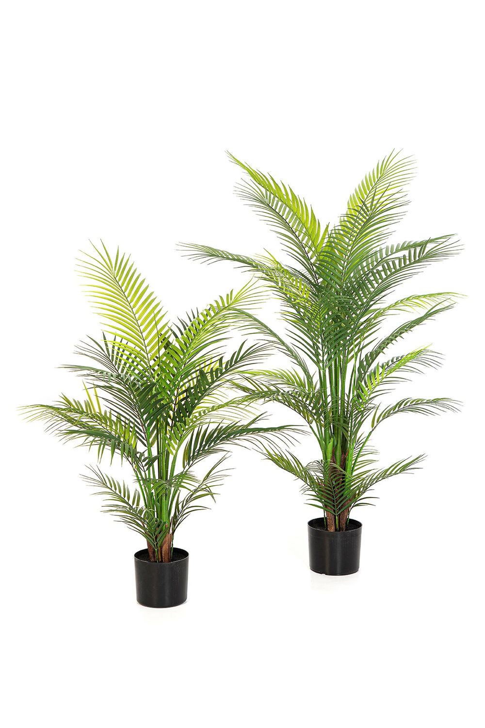 Arecapalm Nitida  120cm UV