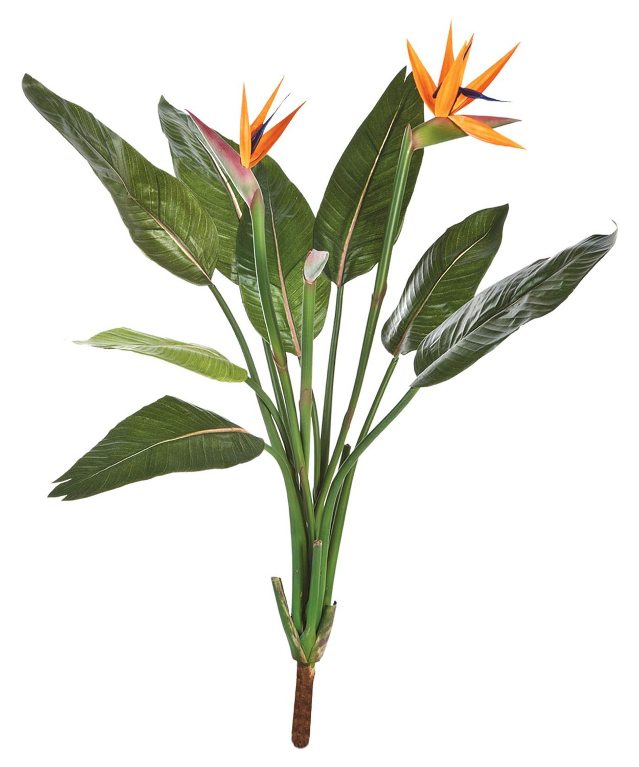 Strelitzia bush - 100cm
